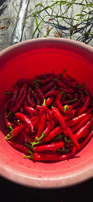 하늘사랑 님의 고추 · 영농일지 작성글 사진