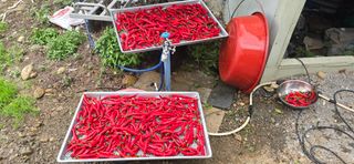 하늘사랑 님의 고추 · 영농일지 작성글 사진