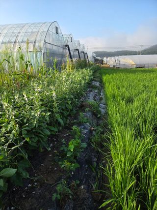 정조연님의 기타작물 · 영농일지 작성글 사진