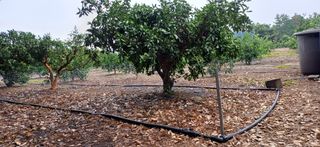 보물섬남자님의 귤 · 영농일지 작성글 사진