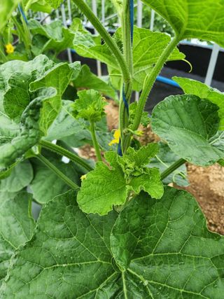 김저팔계님의 기타작물 · 영농일지 작성글 사진