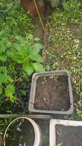 팜모닝 상추·영농일지 게시글 이미지