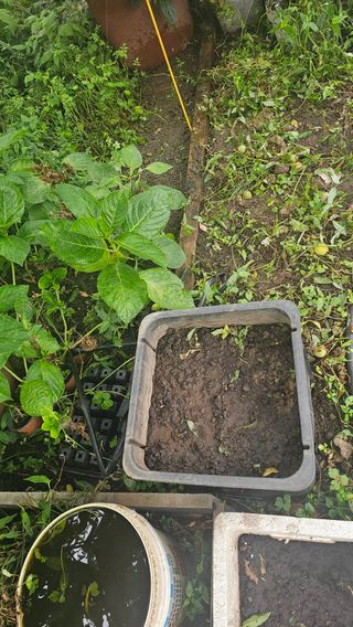 장유필님의 상추 · 영농일지 작성글 사진