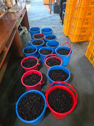 소나무와블랙베리님의 기타작물 · 영농일지 작성글 사진