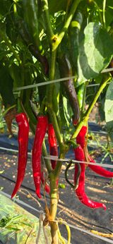 팜모닝 고추·영농일지 게시글 이미지