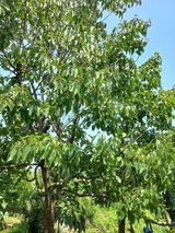 팜모닝 기타작물·영농일지 게시글 이미지