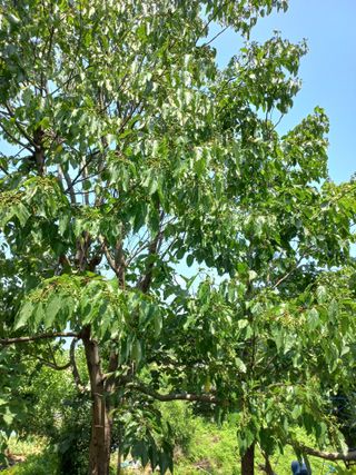 훈짱짱님의 기타작물 · 영농일지 작성글 사진