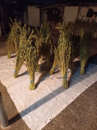 전진욱님의 고추 · 영농일지 작성글 사진