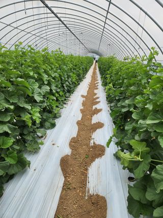 김저팔계님의 기타작물 · 영농일지 작성글 사진