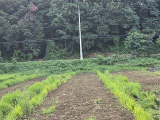 두릅나무15847님의 기타작물 · 영농일지 작성글 사진