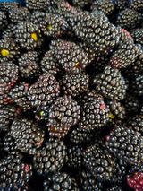 팜모닝 기타작물·영농일지 게시글 이미지