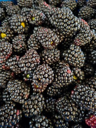 소나무와블랙베리님의 기타작물 · 영농일지 작성글 사진