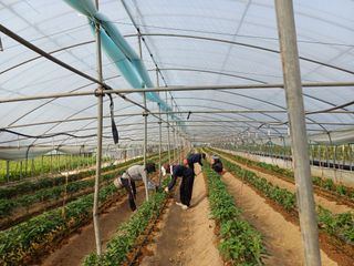 부농이네(이나영)님의 고추 · 영농일지 작성글 사진