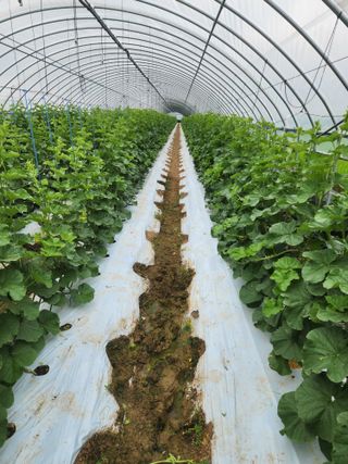 김저팔계님의 기타작물 · 영농일지 작성글 사진