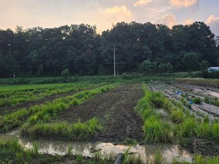 두릅나무15847님의 기타작물 · 영농일지 작성글 사진