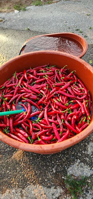 손봉규님의 기타작물 · 영농일지 작성글 사진