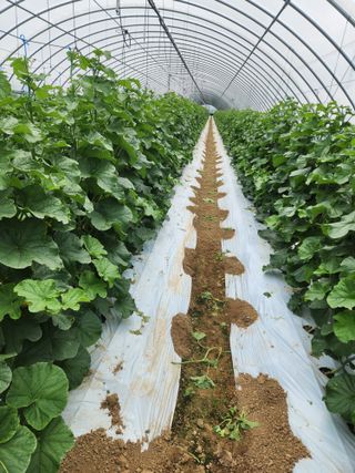 김저팔계님의 기타작물 · 영농일지 작성글 사진