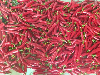 아침농원님의 고추 · 영농일지 작성글 사진