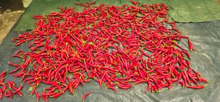 하늘사랑 님의 고추 · 영농일지 작성글 사진