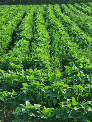 논산푸른팜님의 콩 · 영농일지 작성글 사진