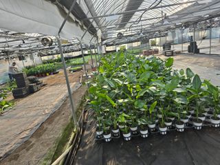 두릅나무15847님의 기타작물 · 영농일지 작성글 사진