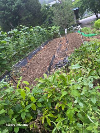 가평규남터밭농사님의 기타작물 · 영농일지 작성글 사진