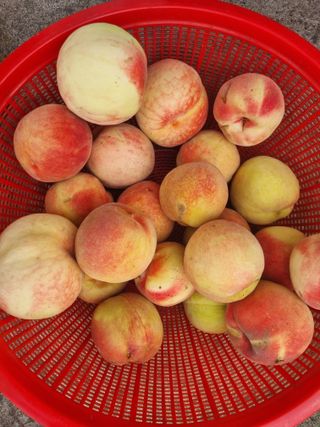 김용대님의 기타작물 · 영농일지 작성글 사진