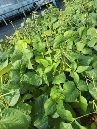 최유순님의 기타작물 · 영농일지 작성글 사진