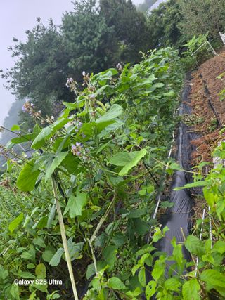 가평규남터밭농사님의 기타작물 · 영농일지 작성글 사진