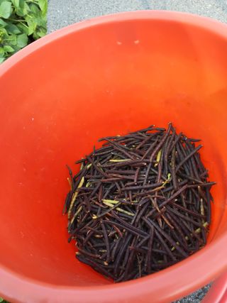 최유순님의 기타작물 · 영농일지 작성글 사진