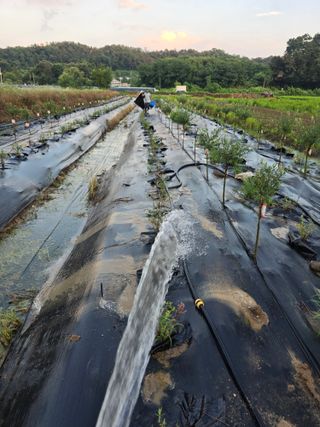 두릅나무15847님의 기타작물 · 영농일지 작성글 사진