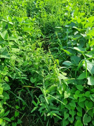 논산푸른팜님의 콩 · 영농일지 작성글 사진