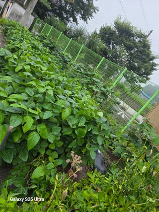 가평규남터밭농사님의 기타작물 · 영농일지 작성글 사진