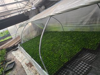 두릅나무15847님의 기타작물 · 영농일지 작성글 사진