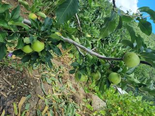 김용대님의 기타작물 · 영농일지 작성글 사진