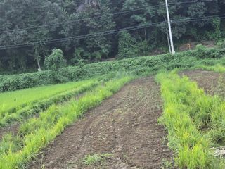 두릅나무15847님의 기타작물 · 영농일지 작성글 사진