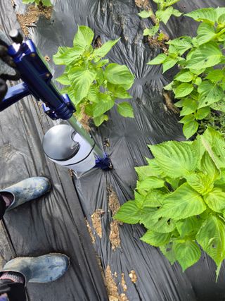 이지은님의 들깨 · 영농일지 작성글 사진