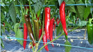 아침농원님의 고추 · 영농일지 작성글 사진