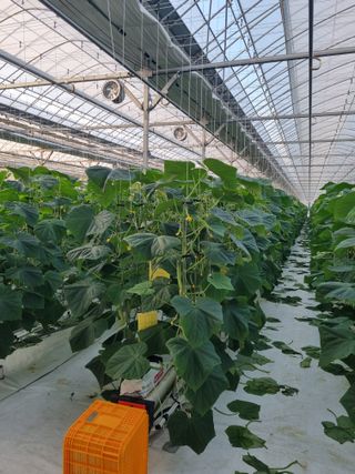 김희범님의 오이 · 영농일지 작성글 사진