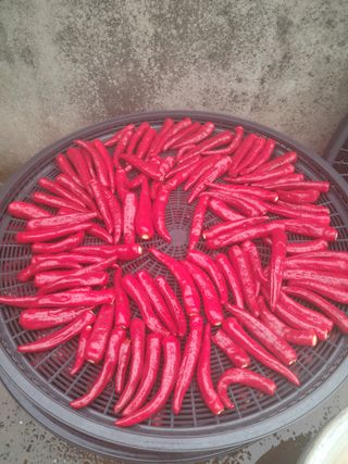 이상숙님의 고추 · 영농일지 작성글 사진