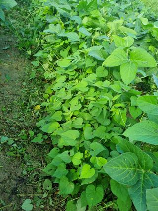 논산푸른팜님의 콩 · 영농일지 작성글 사진