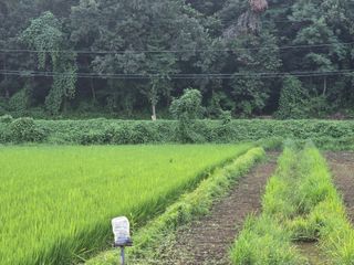 두릅나무15847님의 기타작물 · 영농일지 작성글 사진