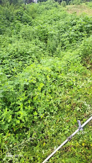 조연만님의 기타작물 · 영농일지 작성글 사진