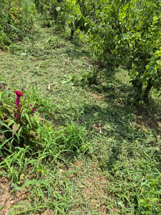호랑이별님의 기타작물 · 영농일지 작성글 사진