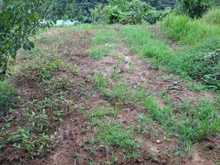 형남영님의 기타작물 · 영농일지 작성글 사진