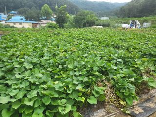 전선경님의 고구마 · 영농일지 작성글 사진