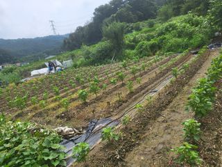 전선경님의 들깨 · 영농일지 작성글 사진