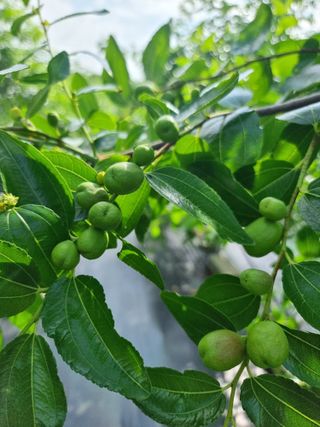 해찬들농원님의 기타작물 · 영농일지 작성글 사진