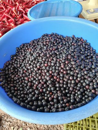 김성구님의 기타작물 · 영농일지 작성글 사진