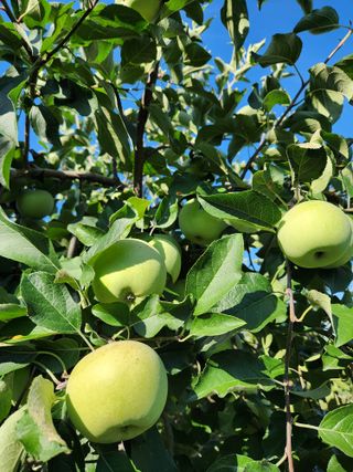 알 수 없음님의 사과 · 영농일지 작성글 사진